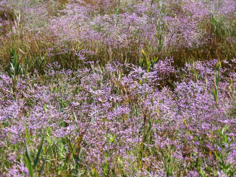 Limonium narbonense / Limonio comune